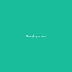 Allee de platanes