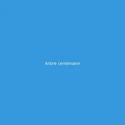 Arbre centenaire