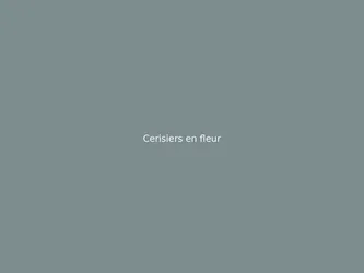 Cerisiers en fleur