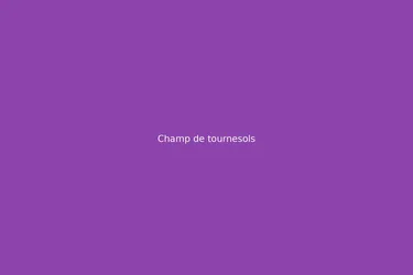 Champ de tournesols