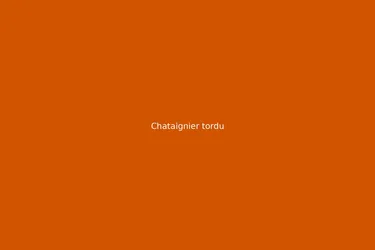 Chataignier tordu