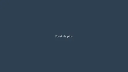 Foret de pins