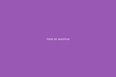 Foret en automne