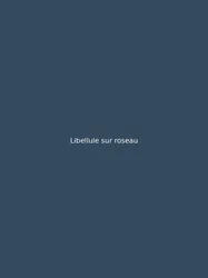 Libellule sur roseau