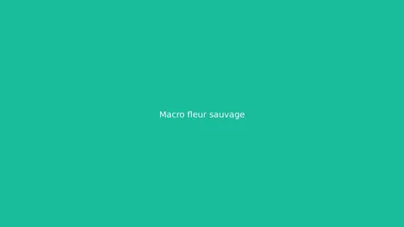 Macro fleur sauvage