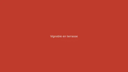 Vignoble en terrasse